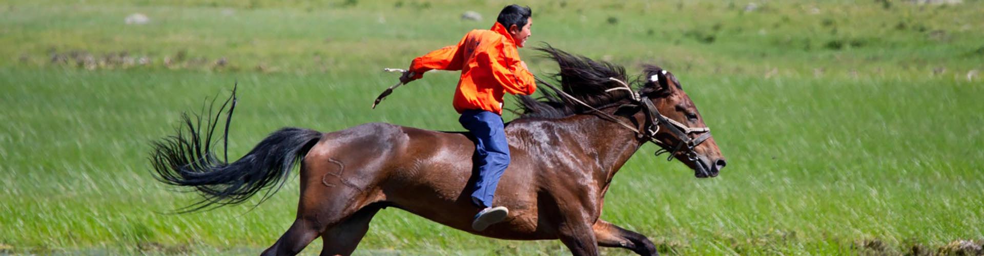 Rando Cheval Mongolie