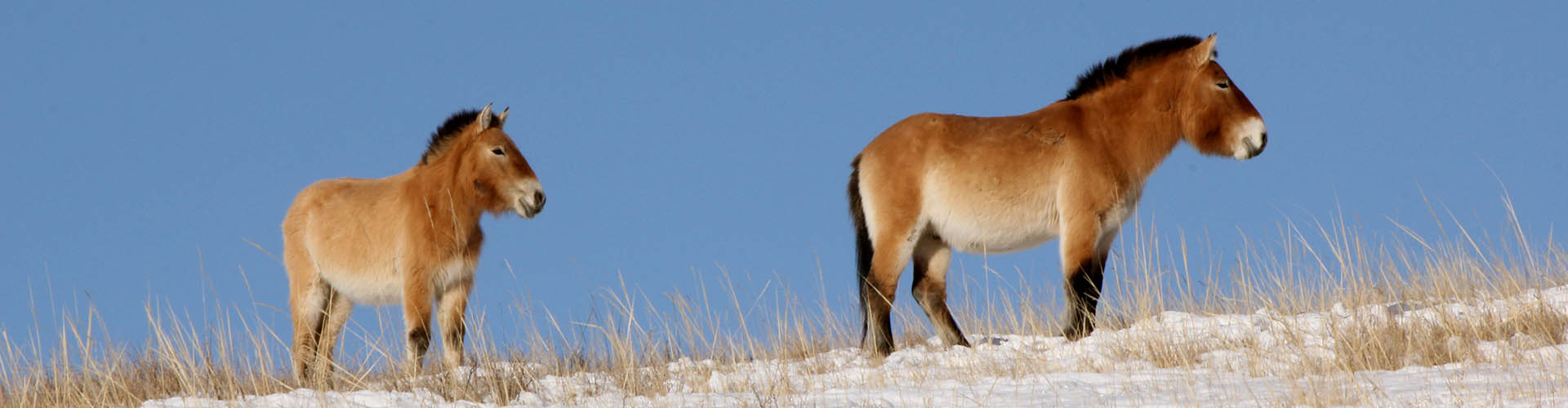 Voyage Mongolie