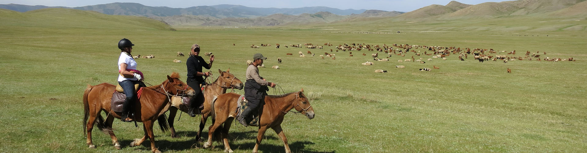 Rando Cheval Mongolie