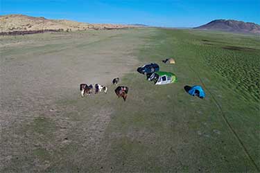 Rando Cheval Mongolie