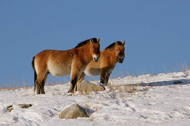 Rando Cheval Mongolie - Voyage, trekking et randonnée