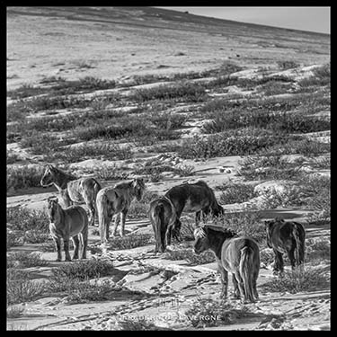 Rando Cheval Mongolie - Voyage, trekking et randonnée