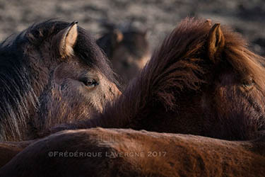 Voyage artistique en Mongolie : peinture, photo