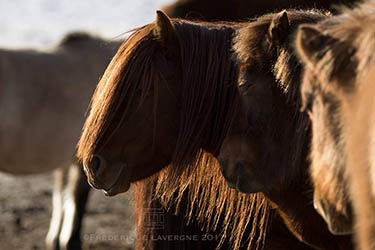 Voyage artistique en Mongolie : peinture, photo