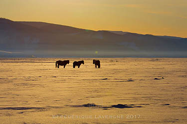 Voyage artistique en Mongolie : peinture, photo