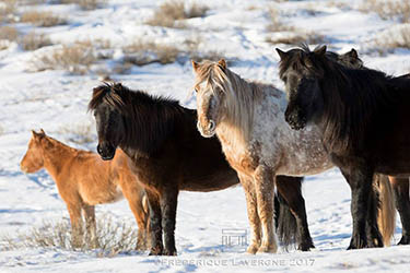 Voyage artistique en Mongolie : peinture, photo