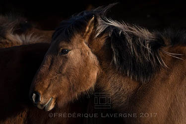 Voyage artistique en Mongolie : peinture, photo