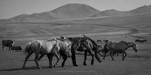 Rando Cheval Mongolie - Voyage, trekking et randonnée