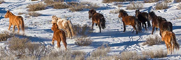 Rando Cheval Mongolie - Voyage, trekking et randonnée